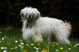 CHIEN NU CHINOIS 180
